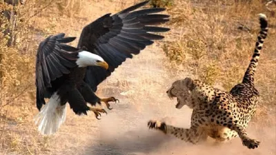 Атака орла