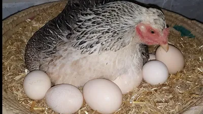 Курица высиживающая яйца